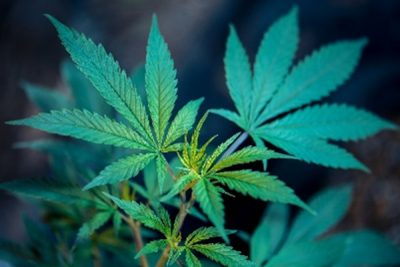 Colorado Marijuana DUI Explained