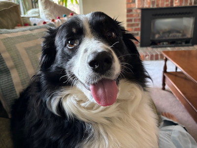 Ollie